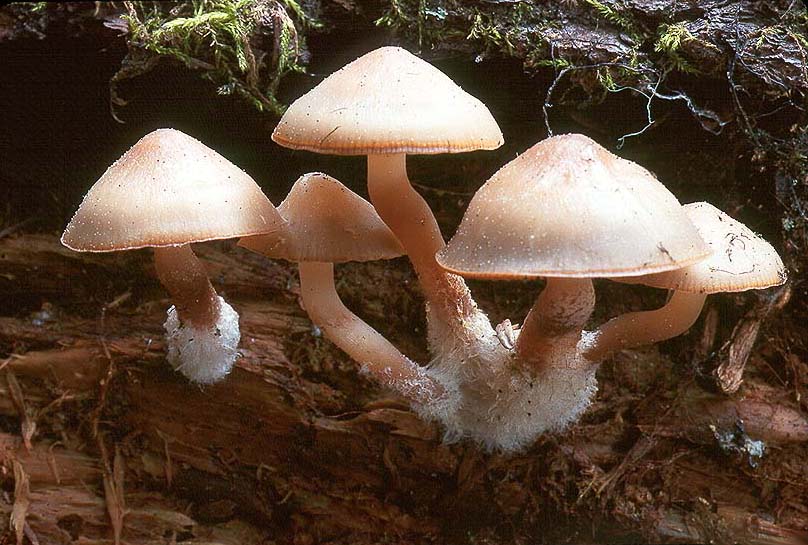 Mycena overholtsii
